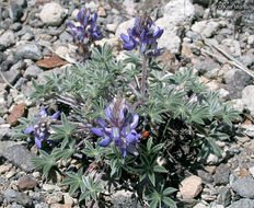 Image of <i>Lupinus lepidus</i> var. <i>lobbii</i>