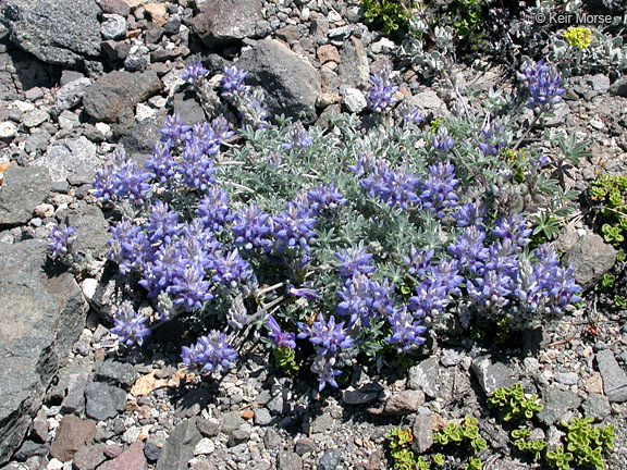 Image of <i>Lupinus lepidus</i> var. <i>lobbii</i>