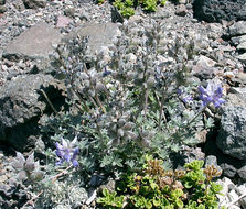 Image of <i>Lupinus lepidus</i> var. <i>lobbii</i>