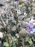 Image of <i>Lupinus lepidus</i> var. <i>lobbii</i>