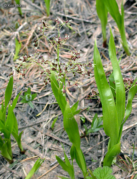 Image de Luzula glabrata var. hitchcockii (Hämet-Ahti) R. D. Dorn