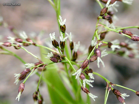 Luzula glabrata var. hitchcockii (Hämet-Ahti) R. D. Dorn resmi