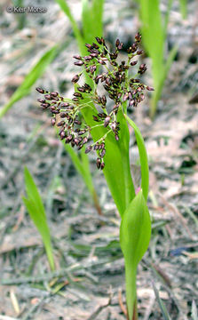 Image of smooth woodrush