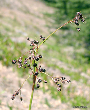 Luzula glabrata var. hitchcockii (Hämet-Ahti) R. D. Dorn resmi