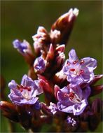 Imagem de Limonium californicum (Boiss.) Heller