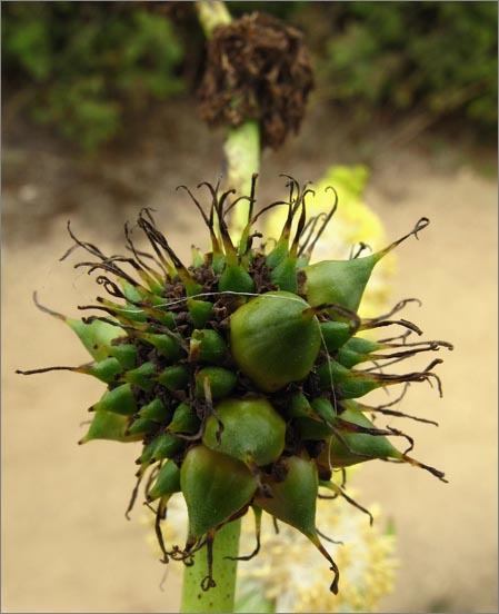 Image de rubanier à gros fruits