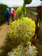 Image de rubanier à gros fruits