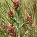 Image of pink cudweed