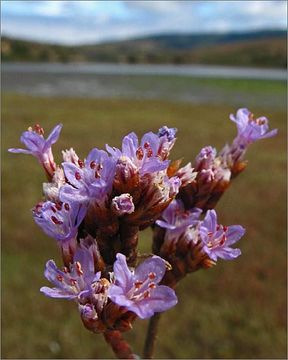 Imagem de Limonium californicum (Boiss.) Heller