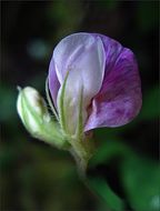 Lathyrus torreyi A. Gray resmi