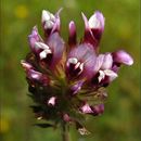 Image of showy Indian clover
