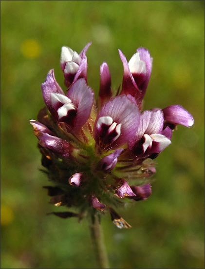 Image of showy Indian clover