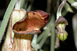 Image de Aristolochia californica Torr.