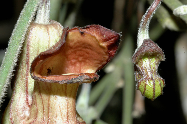 Image of California dutchman's pipe