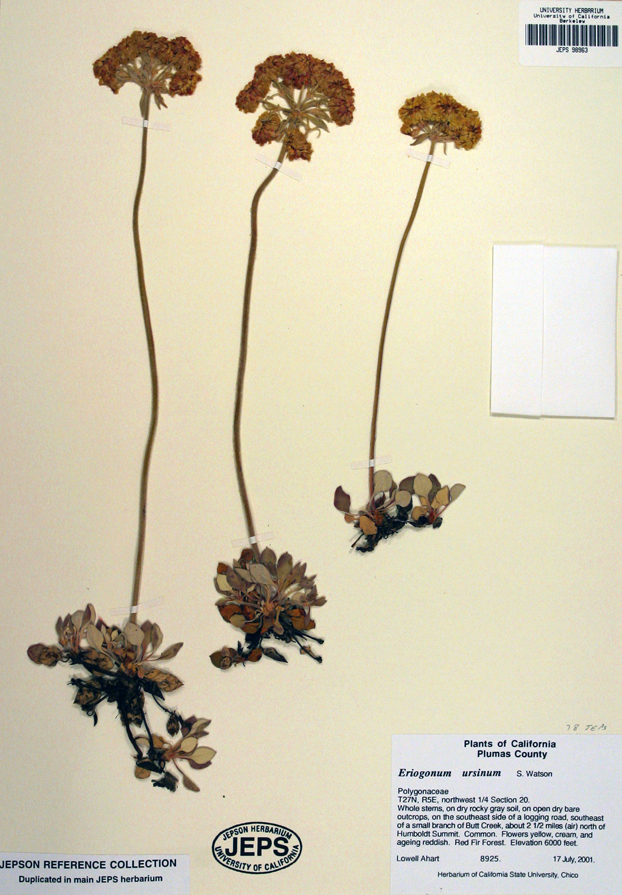 Image of Bear Valley buckwheat