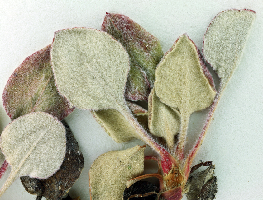 Image of Bear Valley buckwheat