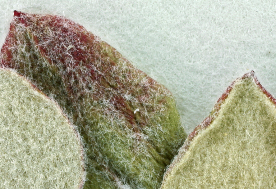 Слика од Eriogonum ursinum S. Wats.