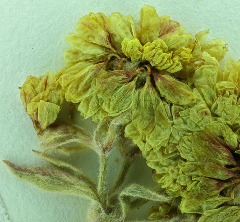 Image of Bear Valley buckwheat