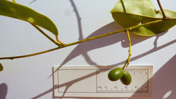 Image of Anomospermum reticulatum (C. Martius) Eichler