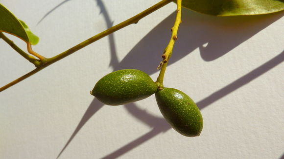 Image of Anomospermum reticulatum (C. Martius) Eichler