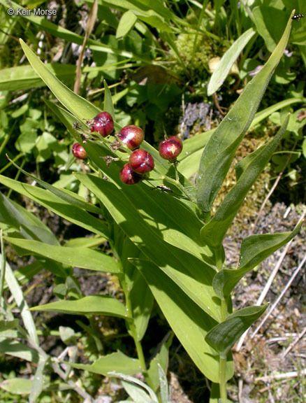 Imagem de Maianthemum stellatum (L.) Link