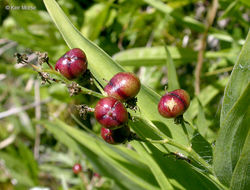 Imagem de Maianthemum stellatum (L.) Link