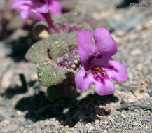 Plancia ëd <i>Mimulus nanus</i>