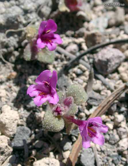 Plancia ëd <i>Mimulus nanus</i>