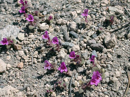 Plancia ëd <i>Mimulus nanus</i>