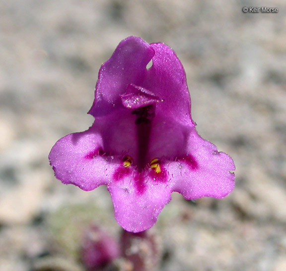 Plancia ëd <i>Mimulus nanus</i>