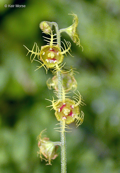 Image of fivestamen miterwort