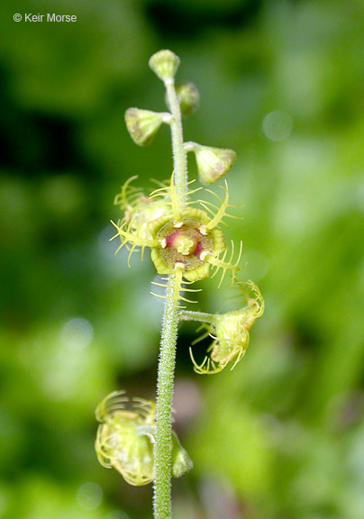 Image of fivestamen miterwort