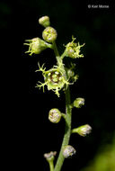 Image of fivestamen miterwort