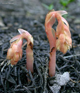 Image de <i>Monotropa hypopitys</i>