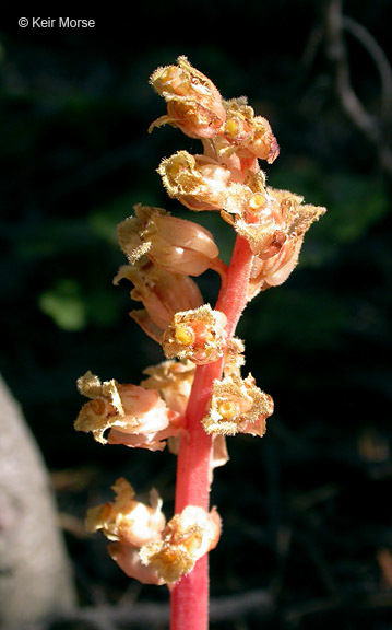 Image de <i>Monotropa hypopitys</i>