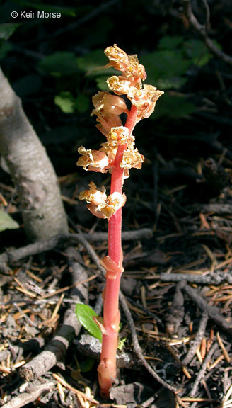 Image de <i>Monotropa hypopitys</i>