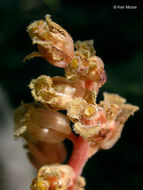 Image de <i>Monotropa hypopitys</i>