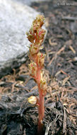 Image de <i>Monotropa hypopitys</i>