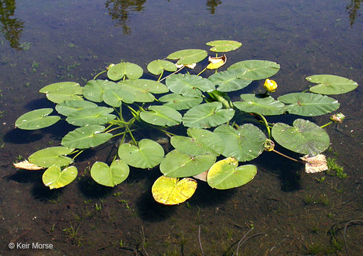 Plancia ëd Nuphar polysepalum Engelm.