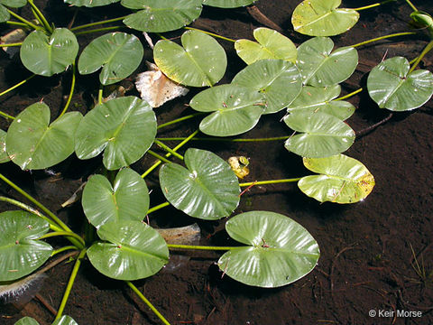 Слика од Nuphar polysepalum Engelm.