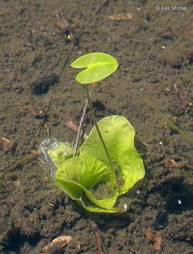 Imagem de Nuphar polysepalum Engelm.