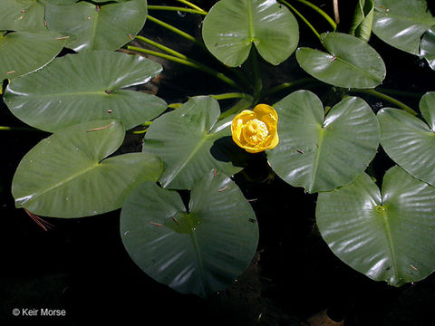 Слика од Nuphar polysepalum Engelm.