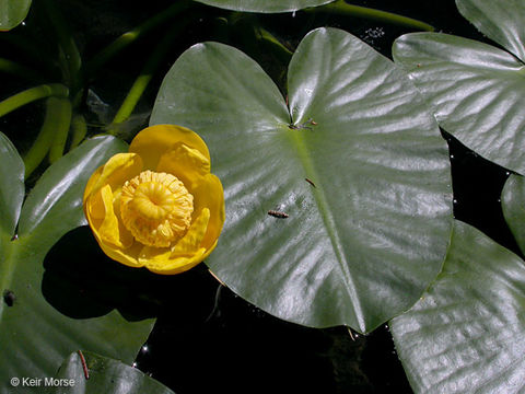 Слика од Nuphar polysepalum Engelm.