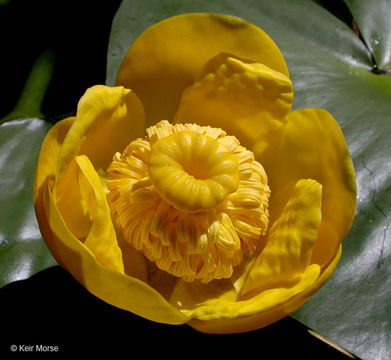 Слика од Nuphar polysepalum Engelm.