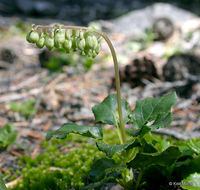 Image of sidebells wintergreen