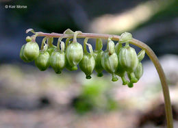 Image of sidebells wintergreen