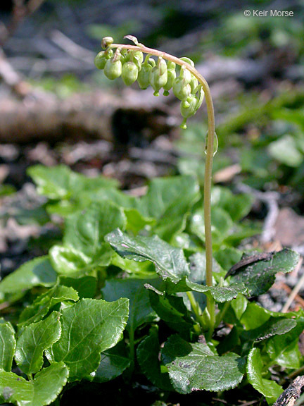 Image of sidebells wintergreen