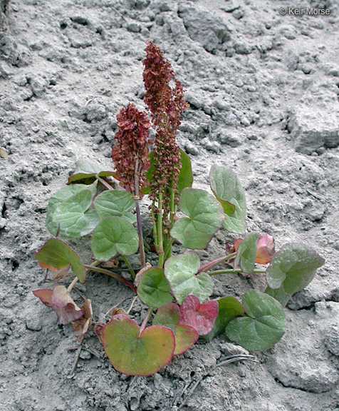 Image of Alpine mountain-sorrel