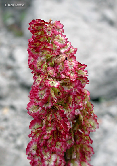 Image of Alpine mountain-sorrel