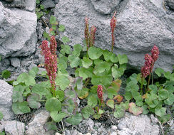 Image of Alpine mountain-sorrel